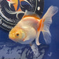 Red White Oranda