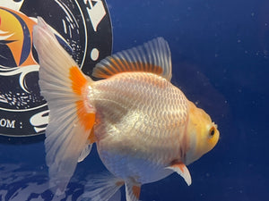 Red White Oranda