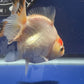 Thai Oranda Tricolor