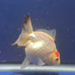 Thai Oranda Tricolor