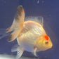 Thai Oranda Tricolor