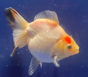 Thai Oranda Tricolor