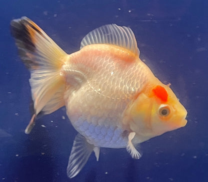 Thai Oranda Tricolor