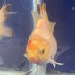 Thai Oranda Tricolor