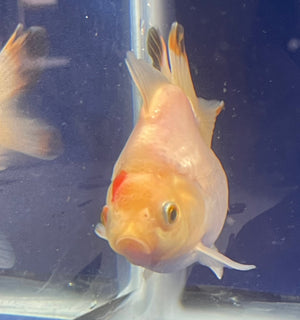 Thai Oranda Tricolor