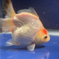 Thai Oranda Tricolor