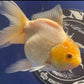 Thai Oranda White