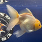 Thai Oranda White