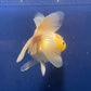 Thai Oranda White