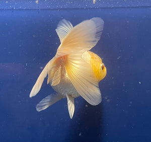 Thai Oranda White