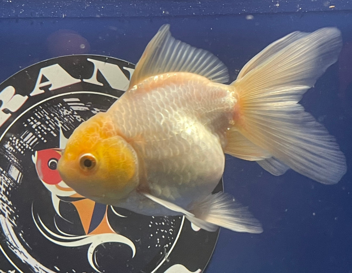 Thai Oranda White