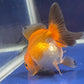 Thai Oranda Tricolor