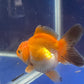 Thai Oranda Tricolor