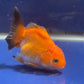 Thai Oranda Tricolor