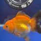 Thai Oranda Tricolor