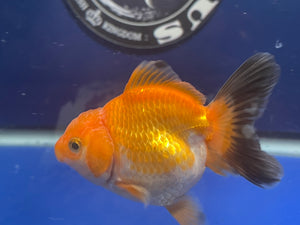 Thai Oranda Tricolor