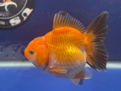 Thai Oranda Tricolor