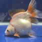 Red White Oranda