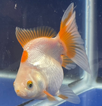 Red White Oranda