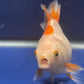 Red White Oranda