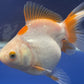 Red White Oranda