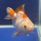 Red White Oranda