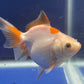 Red White Oranda