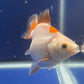 Red White Oranda