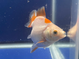 Red White Oranda