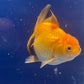 Red  Oranda