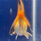 Red  Oranda