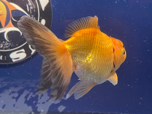 Red  Oranda