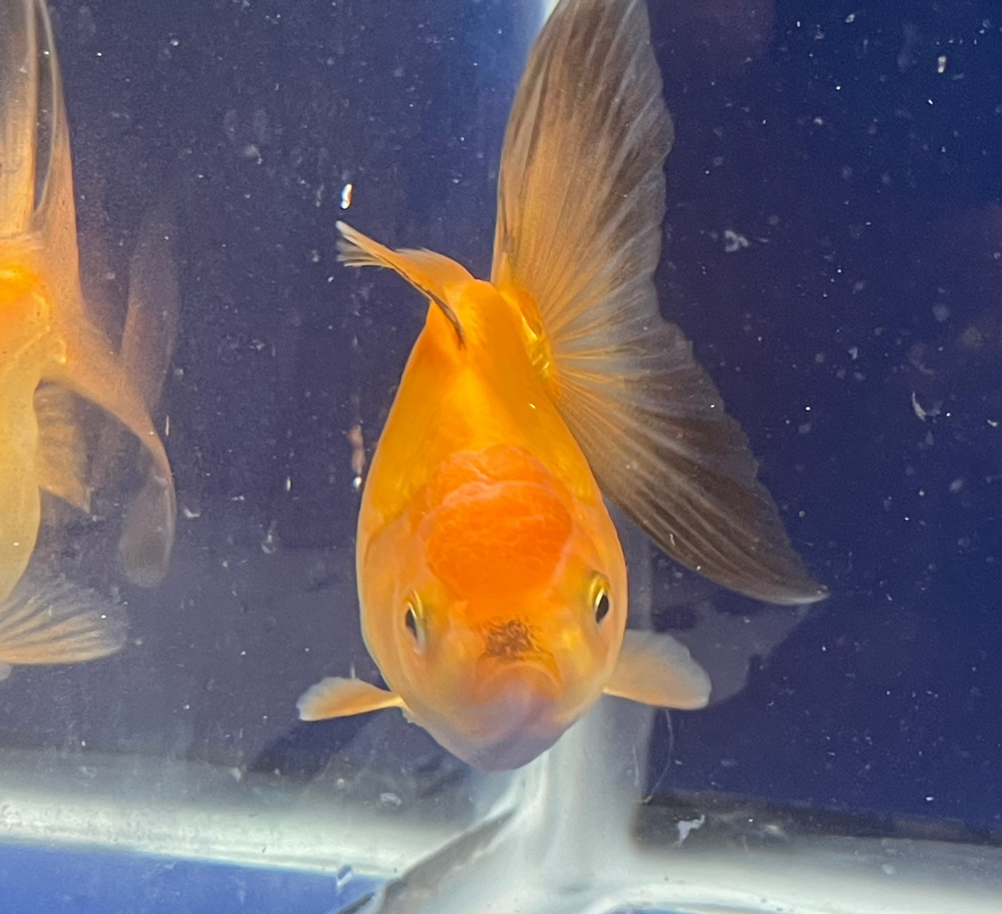 Red  Oranda