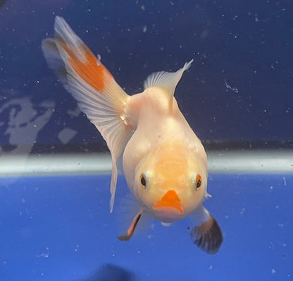 Thai Oranda Tricolor