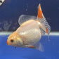 Thai Oranda Tricolor