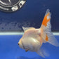 Thai Oranda Tricolor