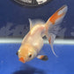 Thai Oranda Tricolor