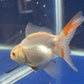 Thai Oranda Tricolor