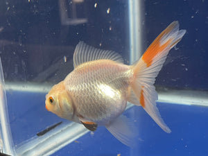 Thai Oranda Tricolor