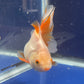 Red White Oranda