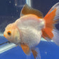 Red White Oranda