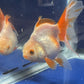 Red White Oranda