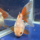 Red White Oranda