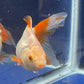 Red White Oranda