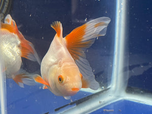 Red White Oranda