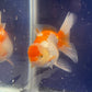 Red White Oranda