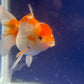 Red White Oranda