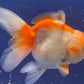 Red White Oranda