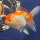 Red White Oranda