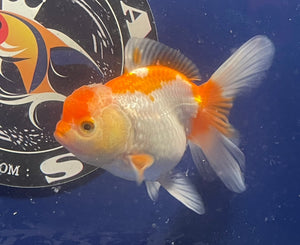 Red White Oranda